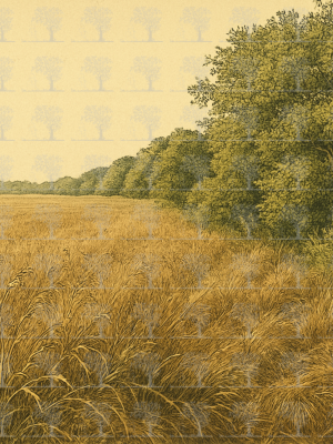 Shifting Perspectives__Botanical Illustration