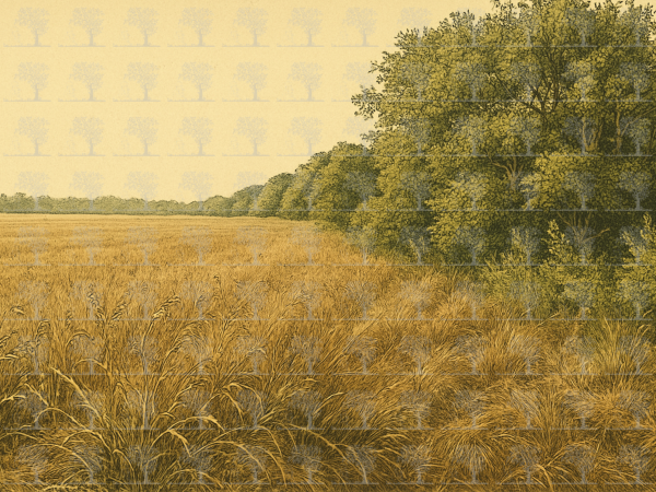 Shifting Perspectives__Botanical Illustration