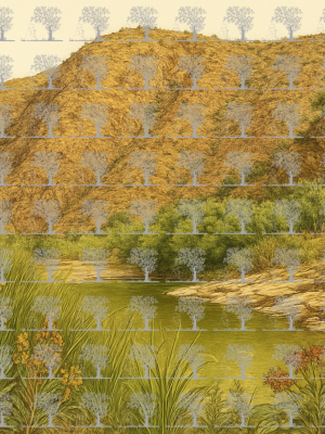 Assaka: A Breath of Hope in the Heart of Tiznit__Botanical Illustration